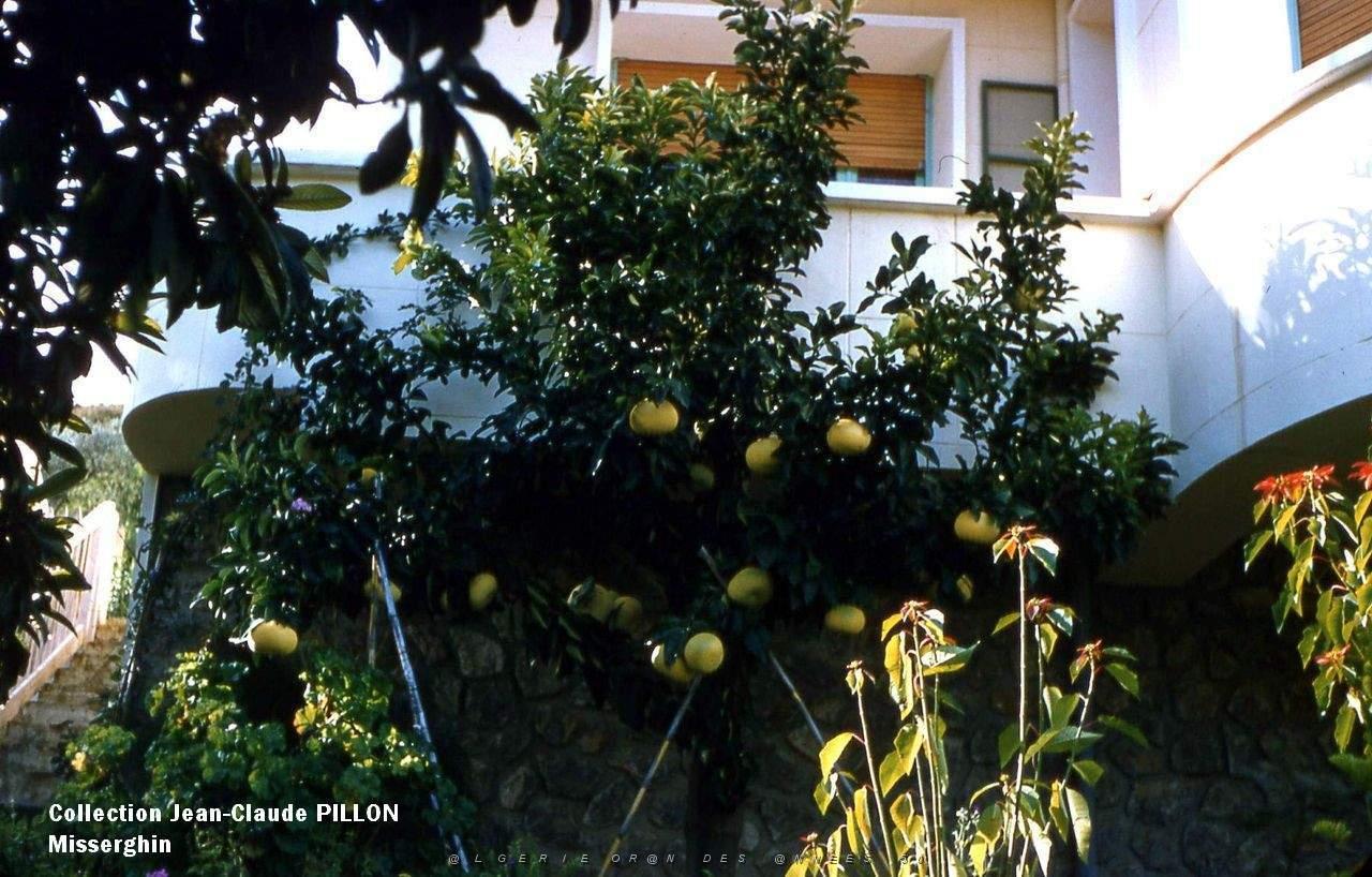 MISSERGHIN-1957.JPG