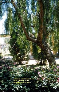 patio2
