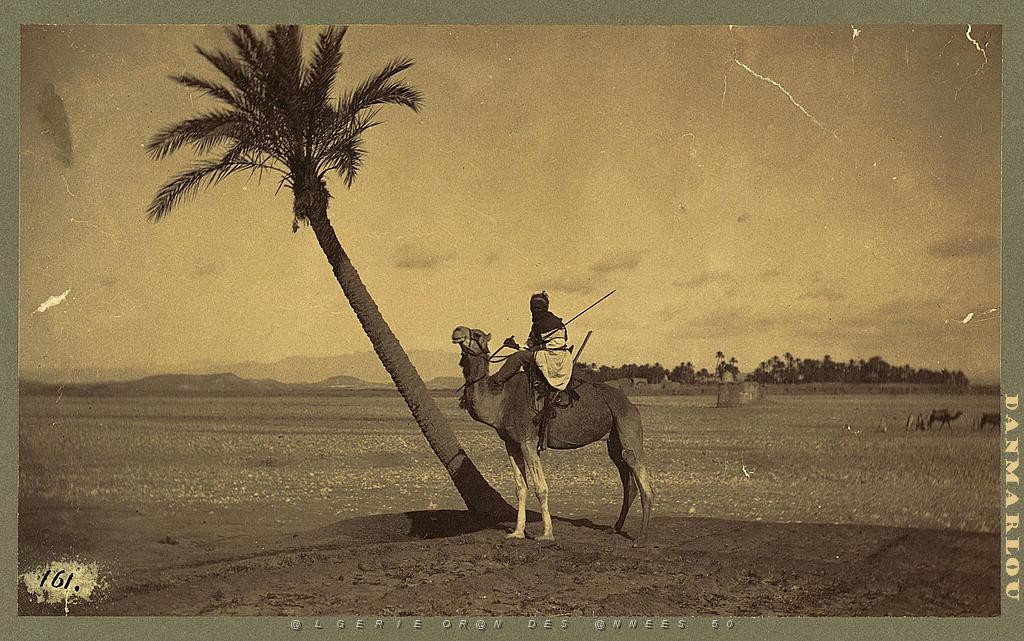 Algerienomadepalmierchameau.jpg