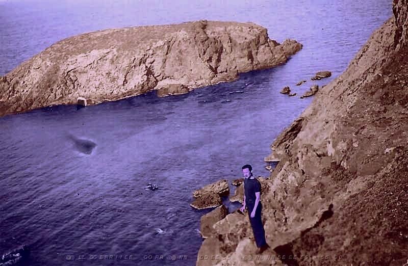 ile-des-rats-falcon1.jpg