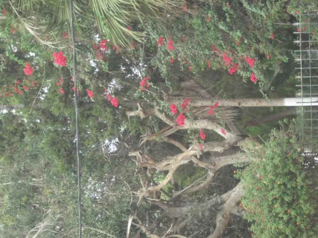 DSCF0984.jpg