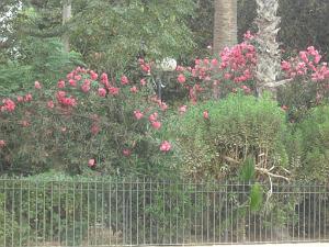 DSCF0986